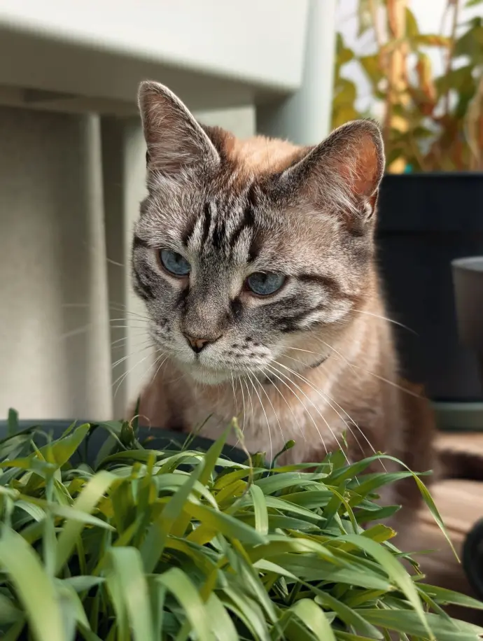 Photo de présentation de Popeye