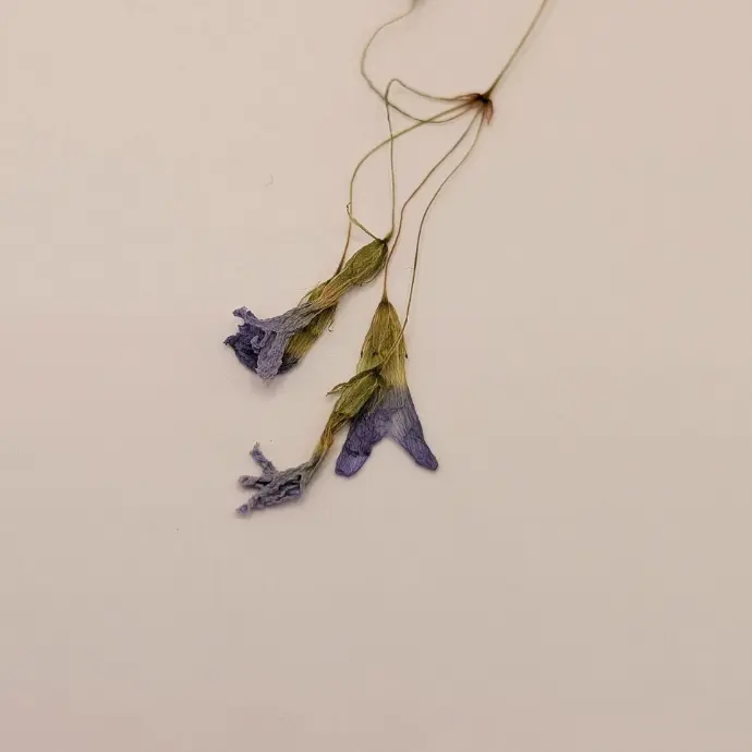 Oxalis séché à intégrer aux pièces personnalisés.