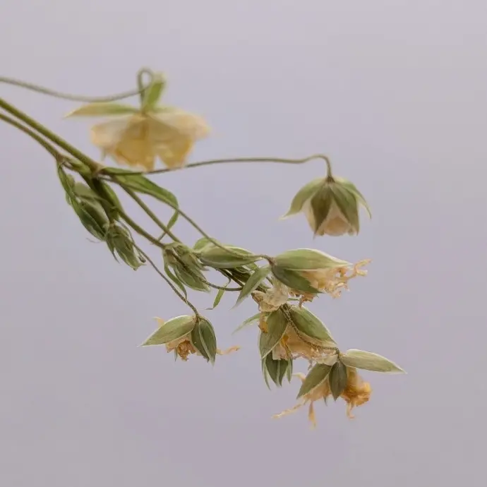 Muguet séché à intégrer aux pièces personnalisés 