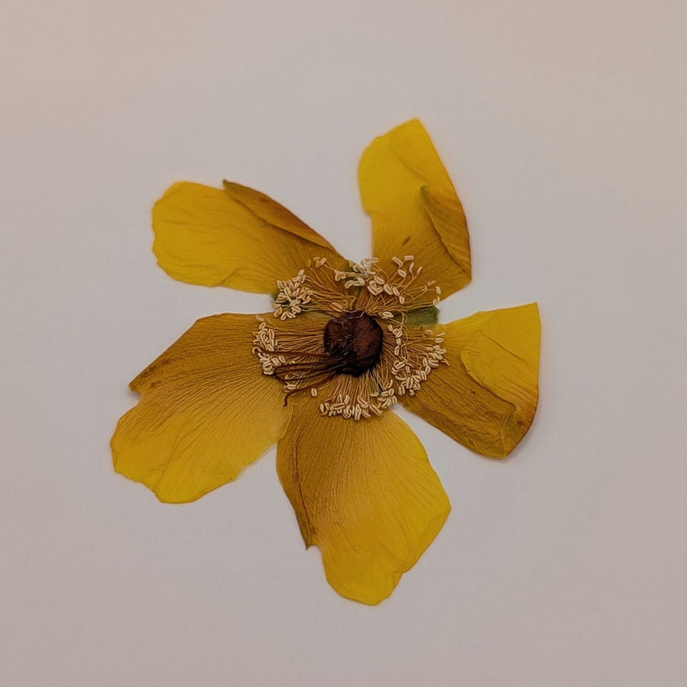 Millepertuis séché à intégrer aux pièces personnalisés.