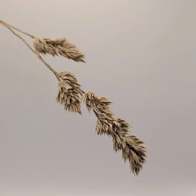 Dactyle séché à intégrer aux pièces personnalisés.