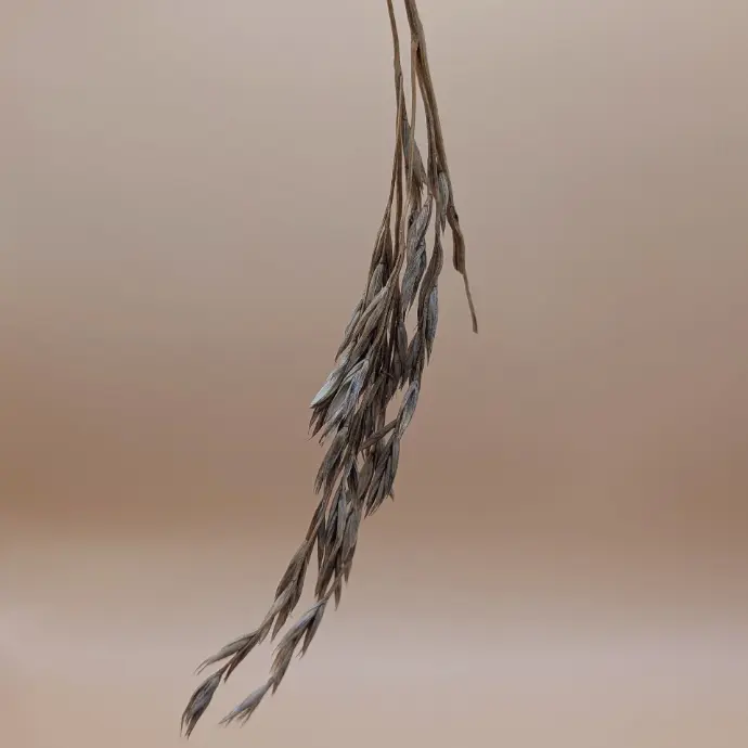 Fétuque rouge séché à intégrer aux pièces personnalisés.