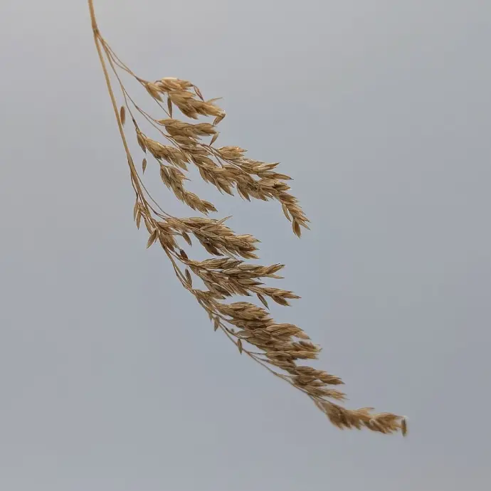 Alpiste faux-roseaux séché à intégrer aux pièces personnalisés.