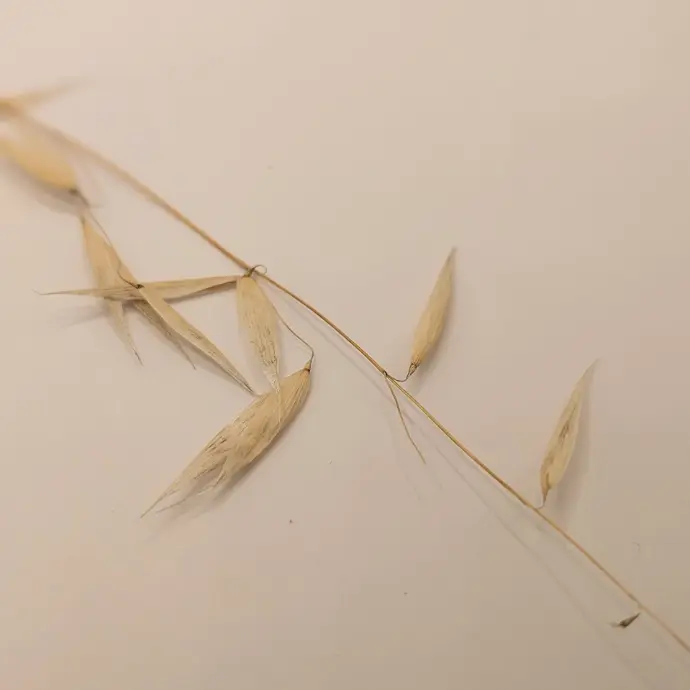 Folle avoine séché à intégrer aux pièces personnalisés.