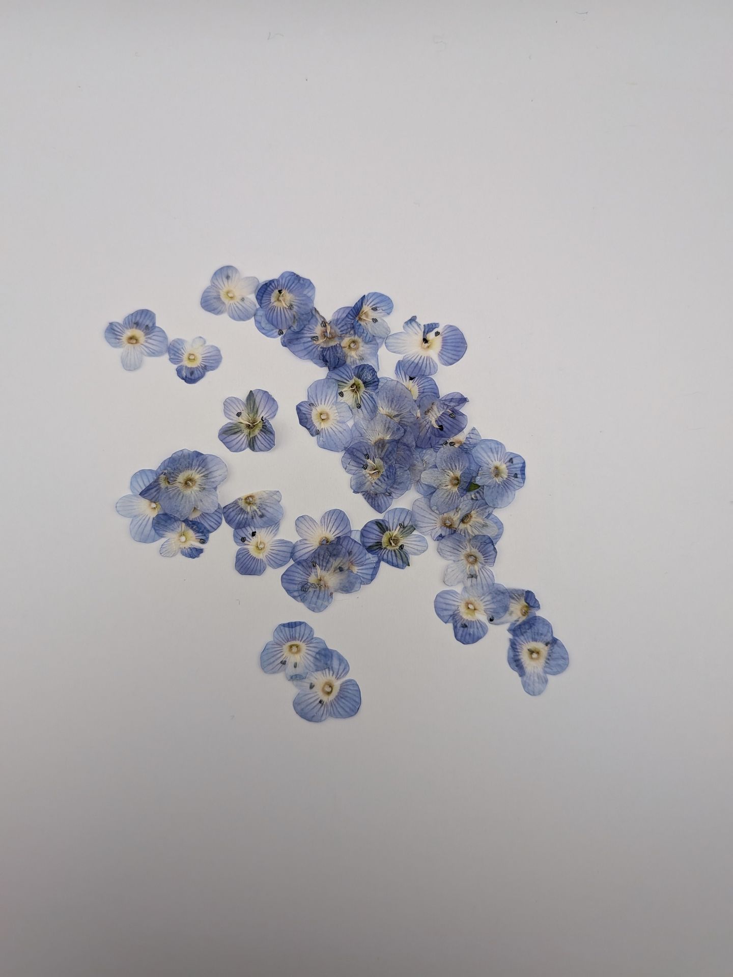 Véronique de Perse séchés à intégrer aux pièces personnalisés.